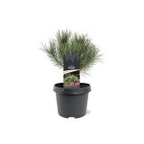 BOR RDEČI (PINUS SYLVESTRIS WATERERI) L19 CM