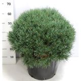 BOR RDEČI WATERERI L40