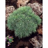 BOR STROBUS MINIMA L19 CM L3 L