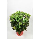 JAGODIČEVJE BOROVNICA L17