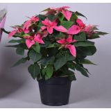 BOŽIČNA ZVEZDA BOŽIČNA ZVEZDA FUKSIJA PRINCETIA L15