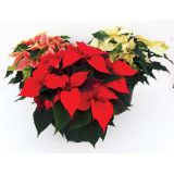 BOŽIČNA ZVEZDA BOŽIČNA ZVEZDA L14