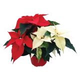 BOŽIČNA ZVEZDA DUO RDEČE/BELA 12 CM