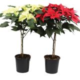 BOŽIČNA ZVEZDA EUPHORBIA PULCHERIMA NA STEBLU L15