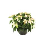 BOŽIČNA ZVEZDA EUPHORBIA PULCHERIMA PRINCETTIA BELA L21