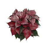 BOŽIČNA ZVEZDA EUPHORBIA PULCHERIMA S SREBRNIMI BLEŠČICAMI L14