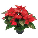 BOŽIČNA ZVEZDA GOLD GLITTER L11