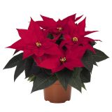 BOŽIČNA ZVEZDA L13