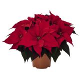 BOŽIČNA ZVEZDA L13