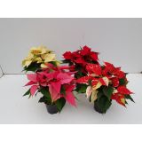 BOŽIČNA ZVEZDA MIX L11