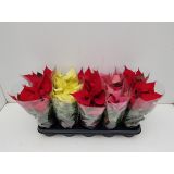 BOŽIČNA ZVEZDA MIX L11