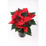 BOŽIČNA ZVEZDA MIX L11