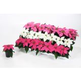 BOŽIČNA ZVEZDA BOŽIČNA ZVEZDA MIX L6