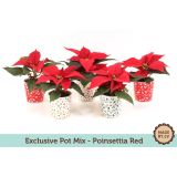 BOŽIČNA ZVEZDA BOŽIČNA ZVEZDA MIX V OKRASNEM LONČKU L6