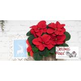 BOŽIČNA ZVEZDA MOUSE L11