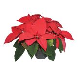 BOŽIČNA ZVEZDA POINSETTIA L13