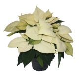 BOŽIČNA ZVEZDA POINSETTIA L13