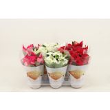 BOŽIČNA ZVEZDA PRINCETTIA MIX L11