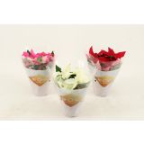 BOŽIČNA ZVEZDA PRINCETTIA MIX L11