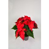 BOŽIČNA ZVEZDA RED L13