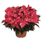 BOŽIČNA ZVEZDA SLOVENSKA L11