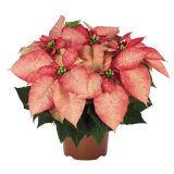 BOŽIČNA ZVEZDA SLOVENSKA L11