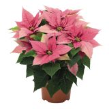 BOŽIČNA ZVEZDA SLOVENSKA L11