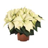 BOŽIČNA ZVEZDA SLOVENSKA L11