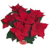 BOŽIČNA ZVEZDA VOLMARY POINSETTIA KENIA XL L13 CM
