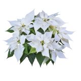 BOŽIČNA ZVEZDA VOLMARY POINSETTIA KENIA XL L13 CM