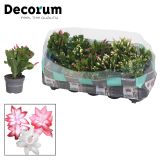 BOŽIČNI KAKTUS MIX L10.5