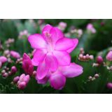 BOŽIČNI KAKTUS MIX L10.5