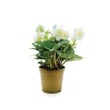 TELOH BOŽIČNI, L12 GOLDEN STARS