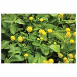 DIŠAVNICA VOLMARY BRAZILSKA KREŠA HOMER 12 CM