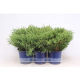 BRIN ANDORRA COMPACT L15