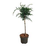 BRIN BLUE ALPS NA DEBLU 45 CM L23 CM