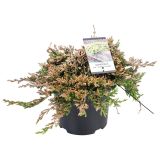 BRIN GOLDEN CARPET L19