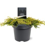 BRIN JUNIPERUS GOLDSCHATZ L19 CM