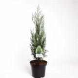 IGLAVEC BRIN MOONGLOW L19