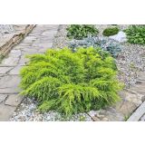 BRIN OLD GOLD L18 V40