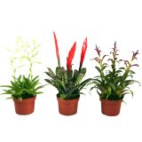CVETOČA SOBNA RASTLINA BROMELIJA MIX L10.5