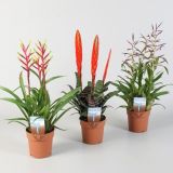 CVETOČA SOBNA RASTLINA BROMELIJA MIX L12