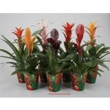 CVETOČA SOBNA RASTLINA BROMELIJA POTCOVER L7