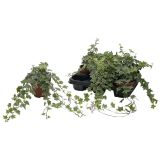 BRŠLJAN MINT KOLIBRI L13 CM