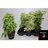 VZPENJALKA BRŠLJANASTA ARALIJA MIX L17