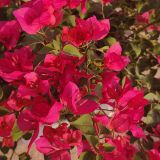 BUGENVILIJA NA OPORI L17 CM