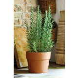 GLINENI ZUNANJI LONEC DEROMA CACHEPOT PERFETTO TERRACOTTA 13CM