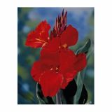 POLETI CVETOČA ČEBULICA HOLLAND BULB MARKET CANNA CHERRY RED