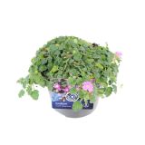 TRAJNICA ČAPLJEVEC MIX L13