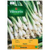 ČEBULNICA VILMORIN ČEBULA BAJKAL